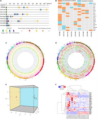 Genomic and Transcriptomic Landscape of Tumor Clonal Evolution in Cholangiocarcinoma